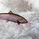 Illustration for article titled Behold, the salmon cannon